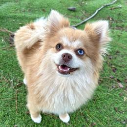 Syrup - Pomeranian