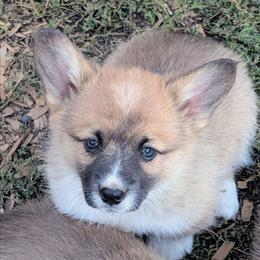 Boy 2 - Sable male Pembroke Welsh Corgi puppy in Clayton, Washington from Smiling J Ranch Corgis