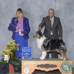 Australian Shepherd All Grown Up from Madalay Aussies