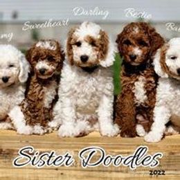 Goldendoodle Puppies from Sister Doodles