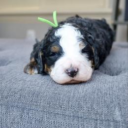 Simon - Tri-color male Bernedoodle puppy in Murray, Utah from Sun Valley Doodles