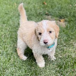Jinx - Yellow and white female Bernedoodle puppy in Springville, Utah from Oodles of Bernedoodles