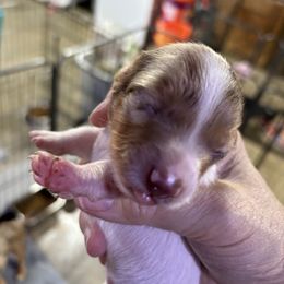 Betsy - Piebald female Dachshund puppy in Fayetteville, Pennsylvania from PA's Darling Doxies