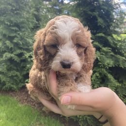 Marsh - Red male Cockapoo puppy in Strasburg, Pennsylvania from Dana's Domain Cockapoos