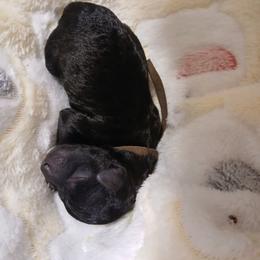 Boy 2 - Silver male Poodle puppy in Blanch, North Carolina from Faithful Hearts Kennel