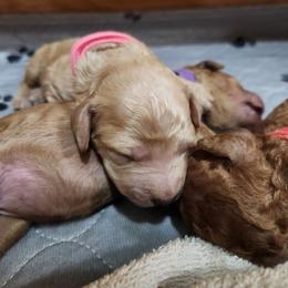 Pink collar (Blossom) - Apricot female Poodle puppy in Stephentown, New York from Creme de la Poodle, standard poodles