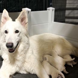 Girl 1 - White female Berger Blanc Suisse puppy in Brooksville, Florida from Vom Hundhaus Shepherds