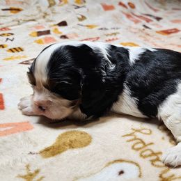 Cavalier King Charles Spaniel Puppies from Critter's Cottage Cavaliers