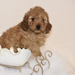 Aussiedoodle, Cockapoo, and Goldendoodle Puppies from West Coast Doodles