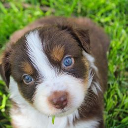 Australian Shepherd Puppies from Dream E River Ranch