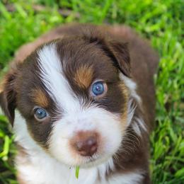 Australian Shepherd Puppies from Dream E River Ranch