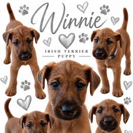 Girl 4 - Red female Irish Terrier puppy in Austin, Texas from ATX Irish Terriers