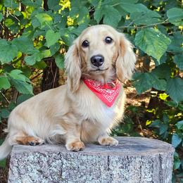 Opie - Dachshund