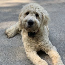 Chief - Goldendoodle