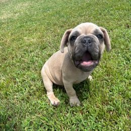 Bunny - Fawn male French Bulldog puppy in Union City, Tennessee from West Tennesse Frenchies