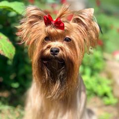 Queenie - Russian Salon Dog