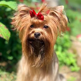 Queenie - Russian Salon Dog
