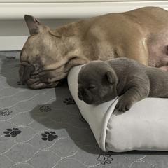 French Bulldog Puppies from NC Pawsibilities
