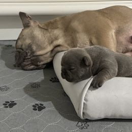French Bulldog Puppies from NC Pawsibilities