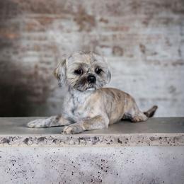 Cady - Shih Tzu