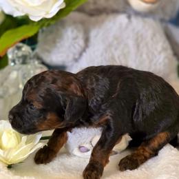 Quetzal - Sable female Poodle puppy in Depew, Oklahoma from Poodles Perfected