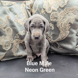 Daryl - Blue male Weimaraner puppy in Evart, Michigan from Drehbar Weimaraners