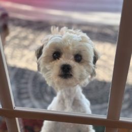 Chi Chi - Shihpoo