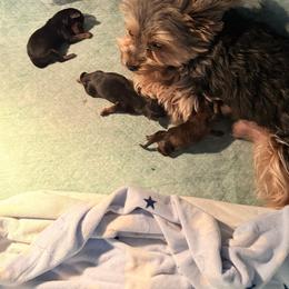Yorkshire Terrier puppies from Central Valley Yorkies