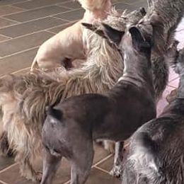 Miniature Schnauzers from Belinda Donley's Miniature Schnauzer