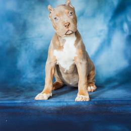 Switzerland - Lilac tri-color female American Bully puppy in Frederick, Maryland from EastSideMarky