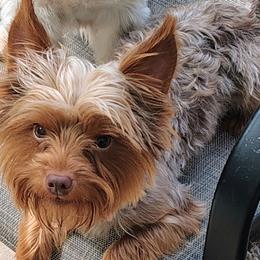 Biewer Terriers, Goldendoodles, Shih Tzus, and Yorkshire Terriers from Thorntons Fur Crew