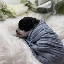 Pomeranian Puppies from Cascade Pomeranians