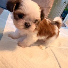 Brenda G - Liver and white female Shih Tzu puppy in Apple Valley, California from Garcia_shihtzu