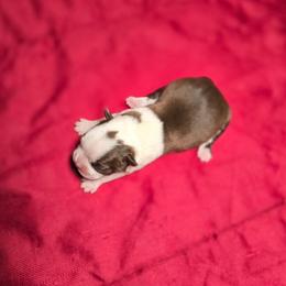 Girl 4 - Red female Boston Terrier puppy in Millers Creek, North Carolina from Tumbling Shoals Hilltop Bostons