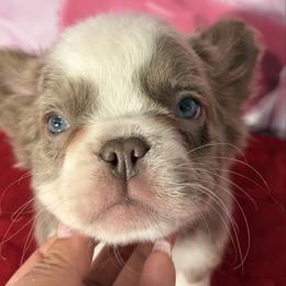 Cherry - Tricolors female French Bulldog puppy in Plano, Illinois from Velvet Fluffy Pups
