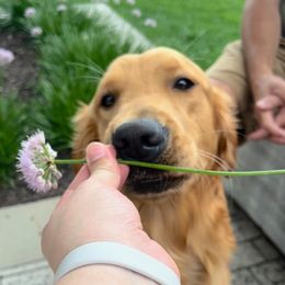 Lovey - Golden Retriever