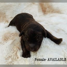 Aussiedoodle and Australian Shepherd Puppies from Homestead Aussies & Doodles