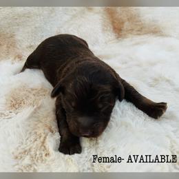 Aussiedoodle and Australian Shepherd Puppies from Homestead Aussies & Doodles