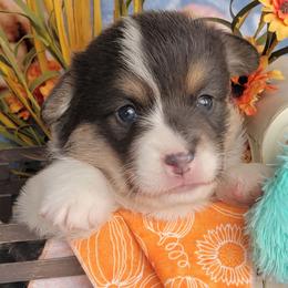 Orange Pumpkin bandana girl - Blue female Pembroke Welsh Corgi puppy in Cherokee, Oklahoma from MCS Farms-OK