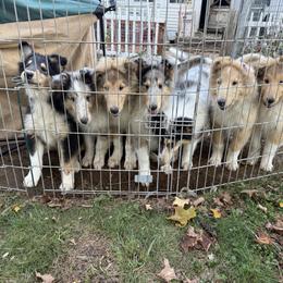 Collie Puppies from Belle Fleur Collies