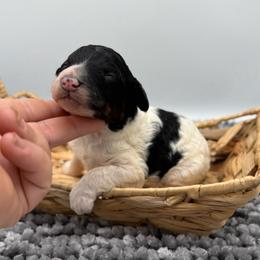 Alma - Parti female Poodle puppy in Greeneville, Tennessee from Smokey Mountain Sheepadoodles