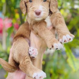 Goldendoodle Puppies from Aloha Sunset Doodles, LLC