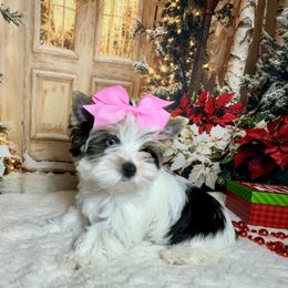 AKC  Katie  4300 - Black tan and white female Biewer Terrier puppy in Nicholls, Georgia from Southeast Biewers