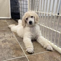Poodle Puppies from Segraves Poodles