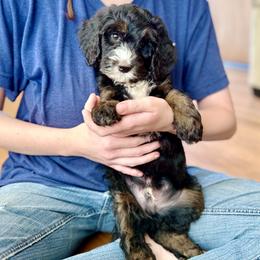 Enchilada - Tri-color male Bernedoodle puppy in Roy, Utah from Doodles are Amazing