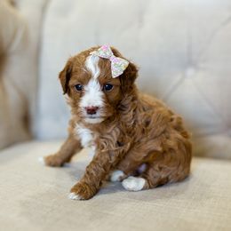 Aussiedoodle, Cockapoo, Miniature Australian Shepherd, and Poodle Puppies from Benson’s Red River Aussies
