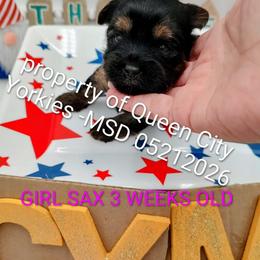 SAX ( as in Saxophone) - Black and tan female Yorkshire Terrier puppy in Charlotte, North Carolina from Queen City Yorkies