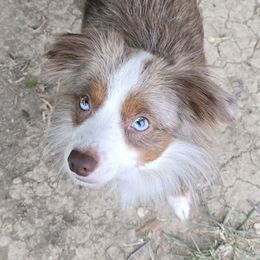 Mia - Toy Australian Shepherd