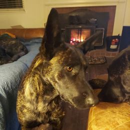 Shaka - Dutch Shepherd