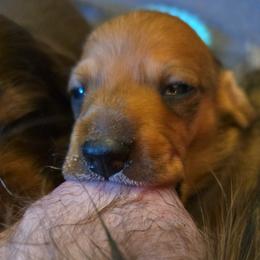 Dachshund Puppies from Tumbleweed Dachshunds